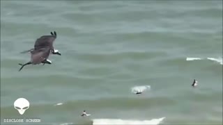 A Giant Condor Eagle filmed carrying a shark- over Myrtle Beach South 