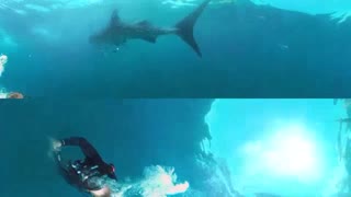 Whale Sharks at Risk - Racing Extinction (360 Video)