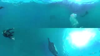 Mantas Flying on the Edge - Racing Extinction (360 Video)