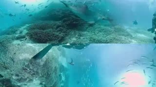 Dolphin encounter on the Great Barrier Reef