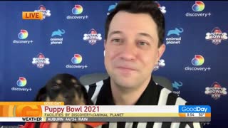 Puppy Bowl 2021