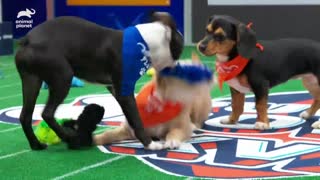 The First Touchdown of Puppy Bowl XVII!