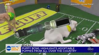 A look into Animal Planet’s annual Puppy Bowl