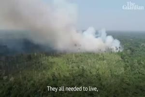 Amazon fires - the tribes fighting to save their dying rainforest