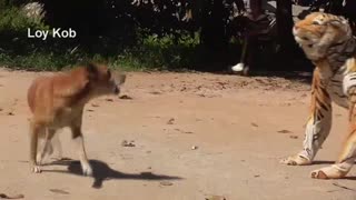 Fake Tiger Prank Dog Video in 2021 - Fake tiger prank to dog very funn