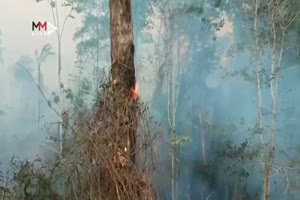 Drone footage shows true nature of Amazon fire damage