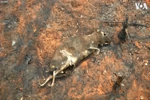 Amazon Fires Leave Many Animals Dead - VOA News