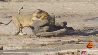 Lone Lion Engages Young Elephant