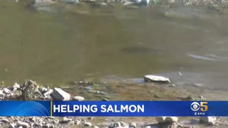 Recent Rains, New Fish Ladder To Help Salmon Populations On Alameda Cr