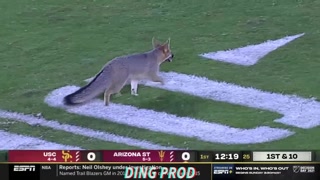 There is a FOX on the Field