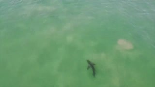 This is One of the Most Misunderstood Great White Shark Clips Right No