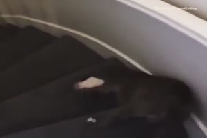 Try Not To Laugh Funny Short Clips - Videos 2020 #42