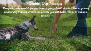 Boulder dog training