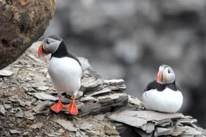 Mating Dance of the Puffin