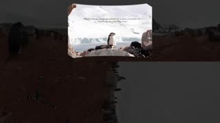 360 video- Go inside a penguin colony in Antarctica