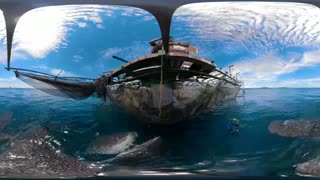 Swim With The Biggest Fish In The Ocean VR 360 Seven Worlds, One Plane